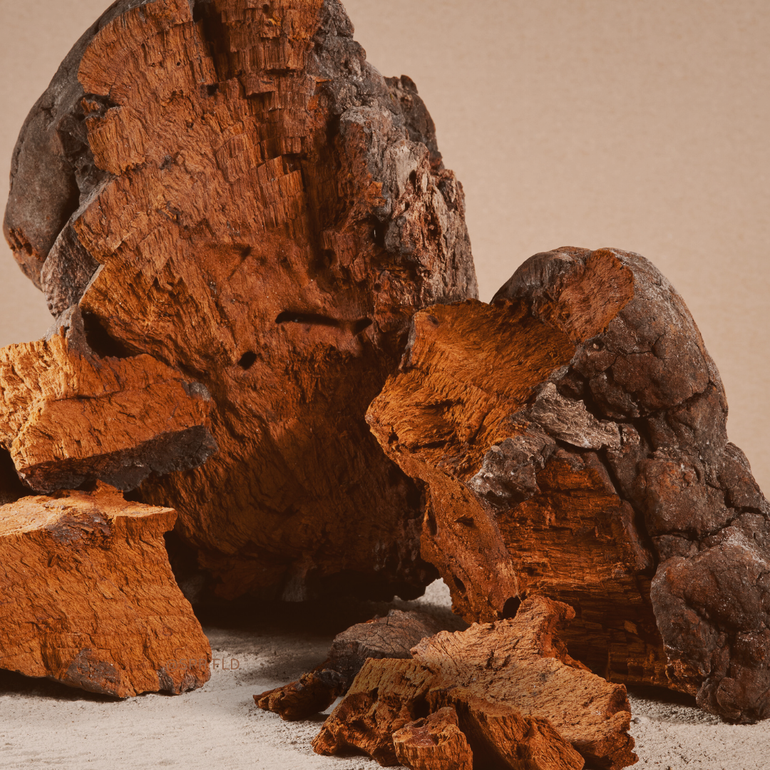 The Complete Guide to Functional Mushrooms: Benefits, Uses, and How to Add Them to Your Routine